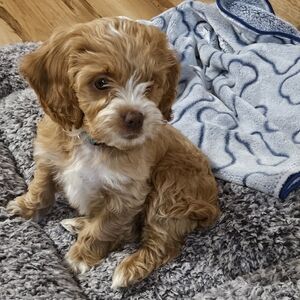 Meet your Posher, Garasi